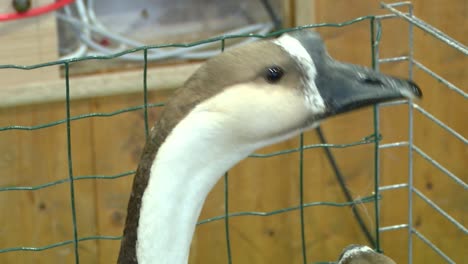 Chinese-geese-are-standing-in-a-cage