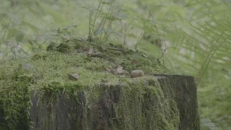 tree stump covered in moss and plants