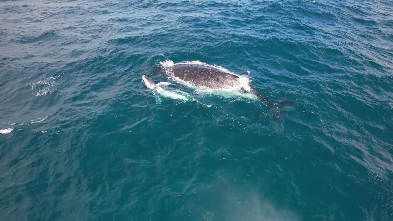 엄마와 새끼를 돌보는 고래의 엄마의 보살 - 바다에서 나란히 헤엄치는
