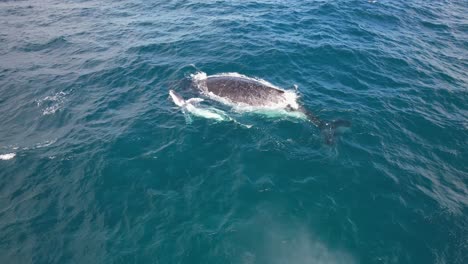 el cuidado maternal de la ballena jorobada madre a su crío - nadando uno al lado del otro en el océano