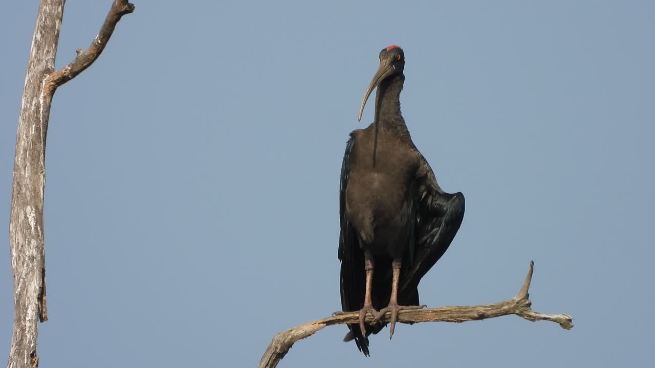 ibis de nuca roja en el árbol relajante