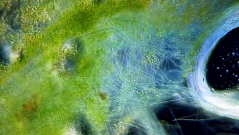 movimiento de cianobacterias y algas verdes bajo el microscopio