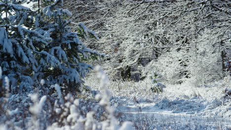 Beauty-frozen-forest-plants-at-frosty-sunny-day.-Fluffy-snow-covering-trees.