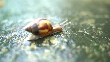 un caracol se arrastra lentamente