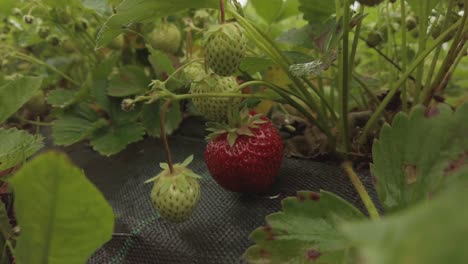 ripe strawberry in a field in lithuania