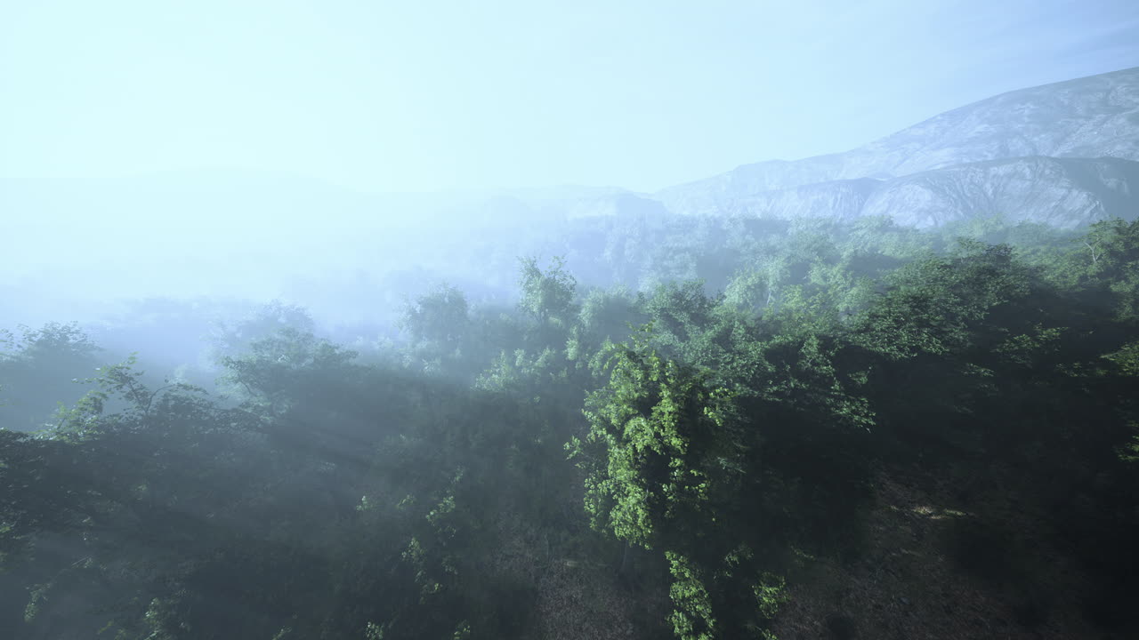 niebla en un bosque en vista aérea