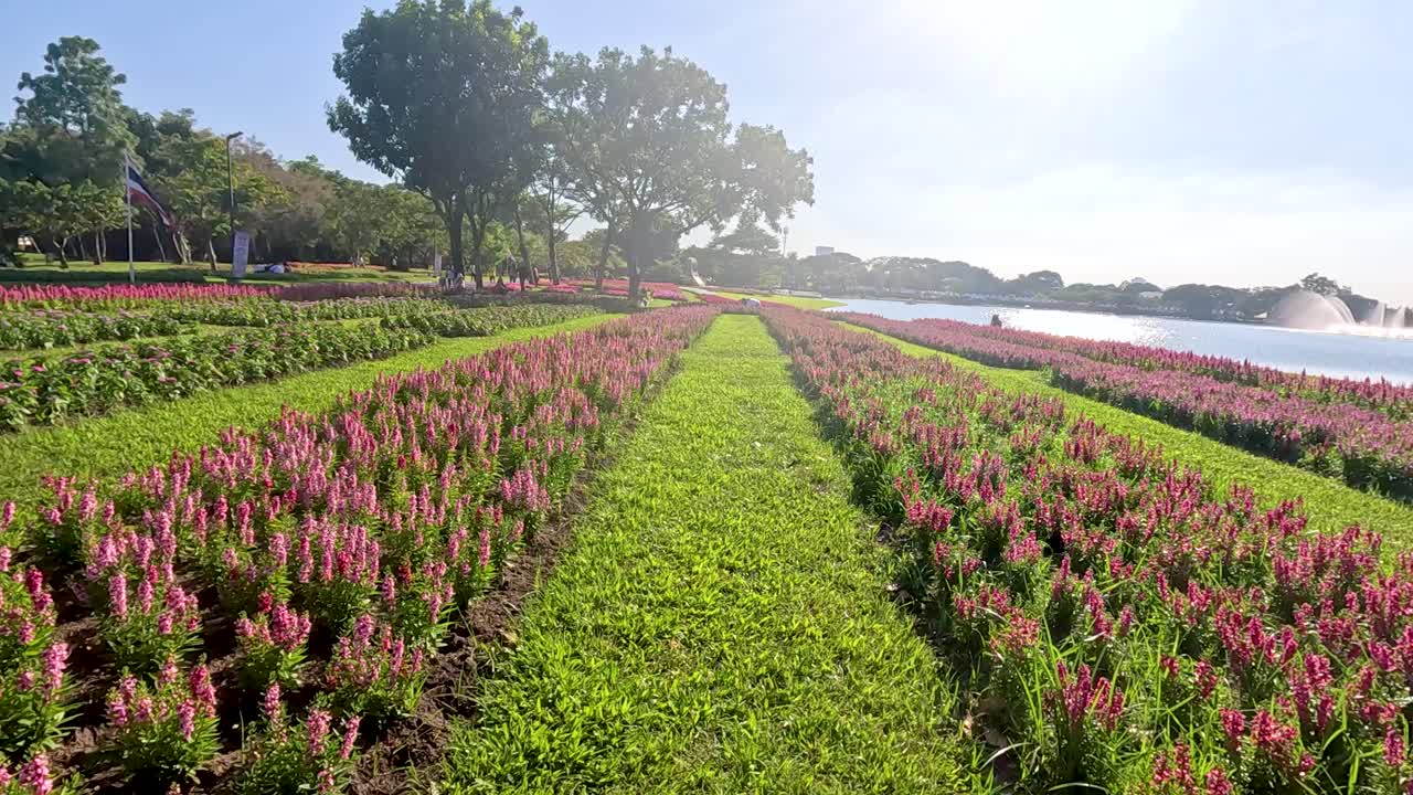 방의 라마 ix 공원에서 밝은 빛 아래 활기찬 꽃 줄, 울창한 초록색과 조용한 자연 아름다움을 보여줍니다.