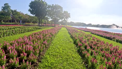 filas de flores vibrantes bajo la brillante luz del sol en el parque rama ix, bangkok, que muestra una exuberante vegetación y una tranquila belleza natural