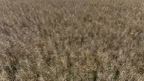 Golden-oat-fields---Moving-slowly-forward-close-above-food-grain-crops