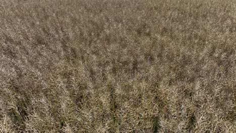 Campos-De-Avena-Dorada:-Avanzando-Lentamente-Cerca-De-Los-Cultivos-De-Cereales-Alimentarios