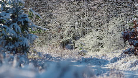 Snowbound-forest-winter-day.-White-snow-covering-frozen-nature-with-bare-trees.