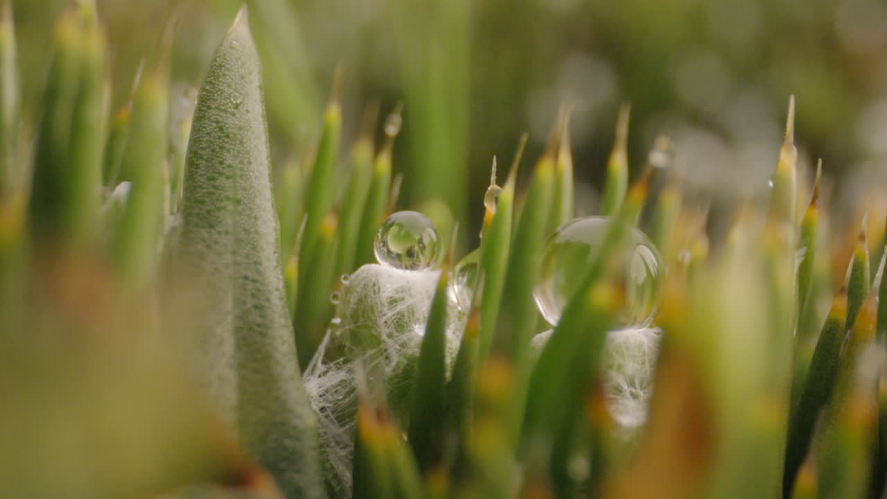 bosque y vegetación, plantas macro