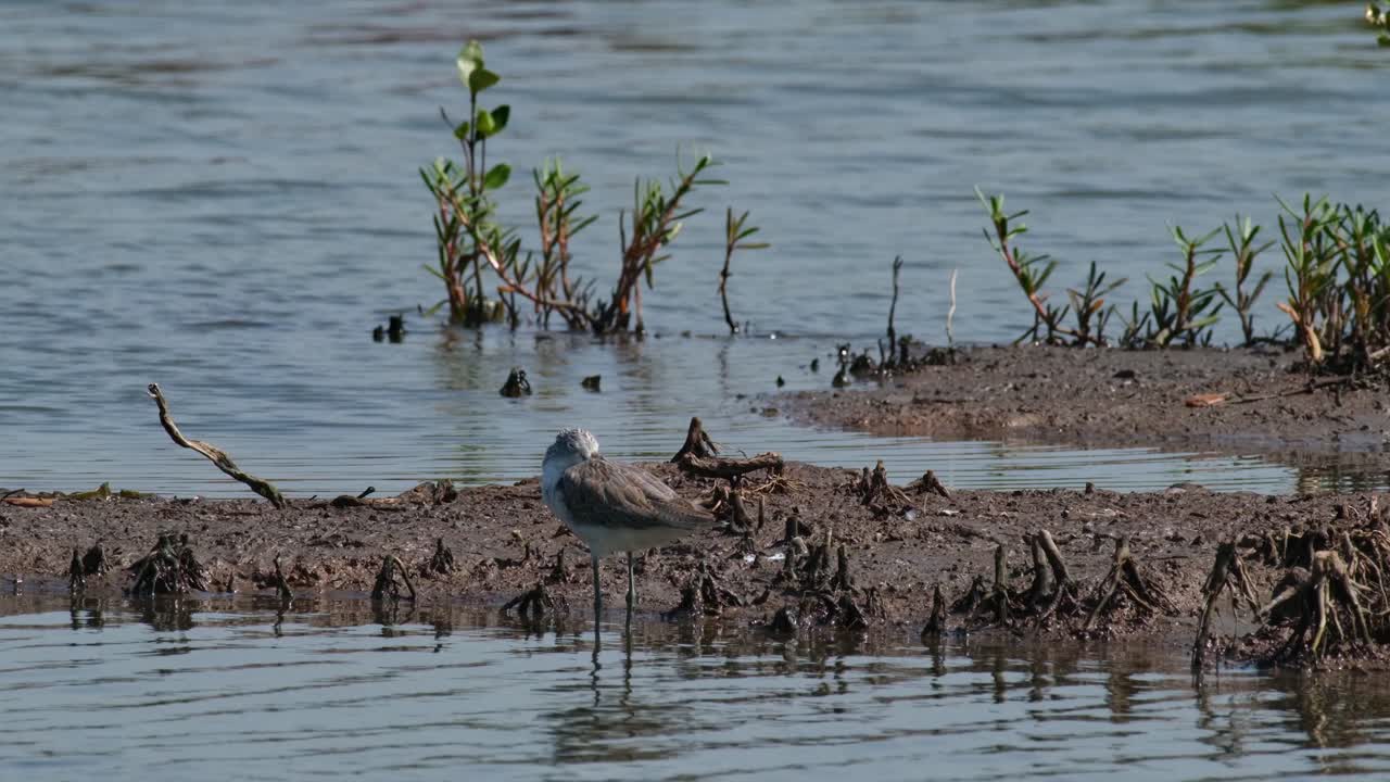 la cámara se desliza hacia la izquierda mientras la cámara se aleja mientras este pájaro descansa con la cabeza dentro de su ala