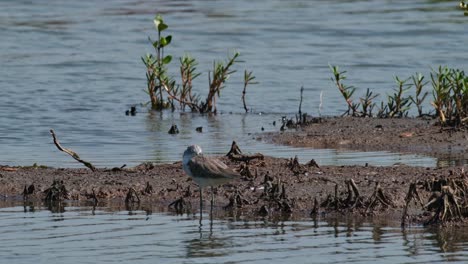 Camera-slides-to-the-left-as-the-camera-zooms-out-while-this-bird-is-resting-with-its-head-inside-its-wing