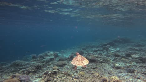 a hawksbill sea turtle glides over the lush coral reef, with the camera following its graceful movements