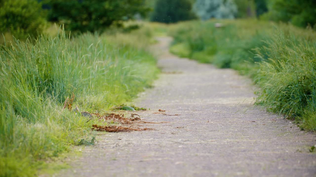 월든  ⁇ 즈, 볼더, 콜로라도, 미국 에 있는 길 을 따라 풀 을 돌아다니는 야생 토끼