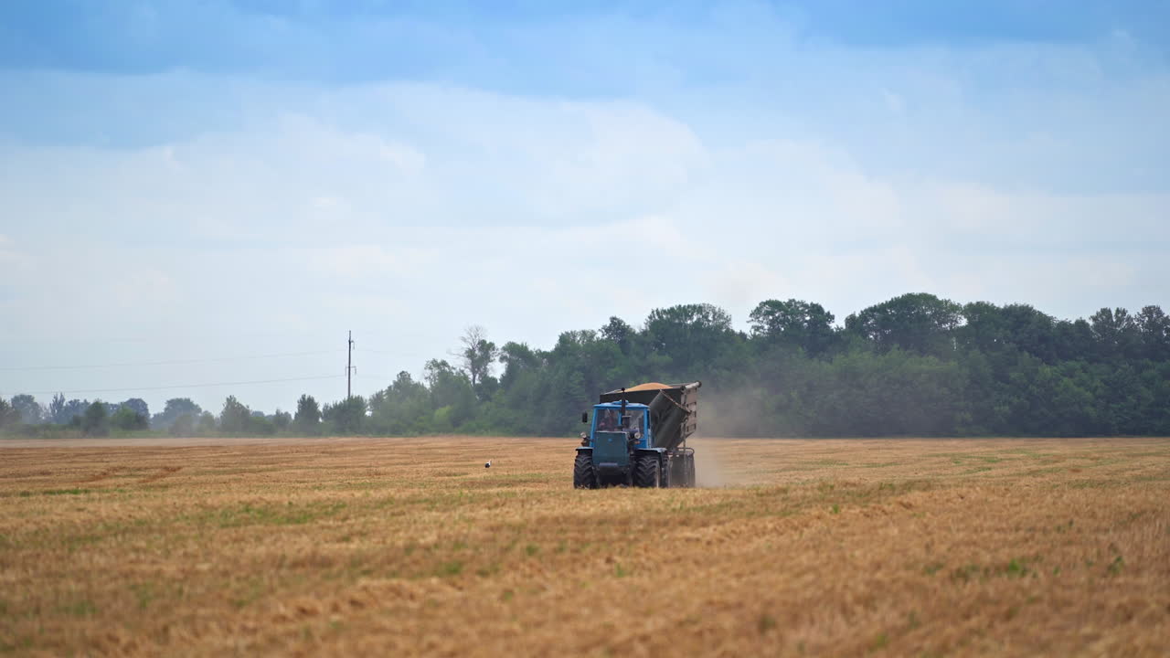 Full tractor loaded with grain moves along the field. Picked crops inside the lorry. Trees and blue sky at the backdrop.