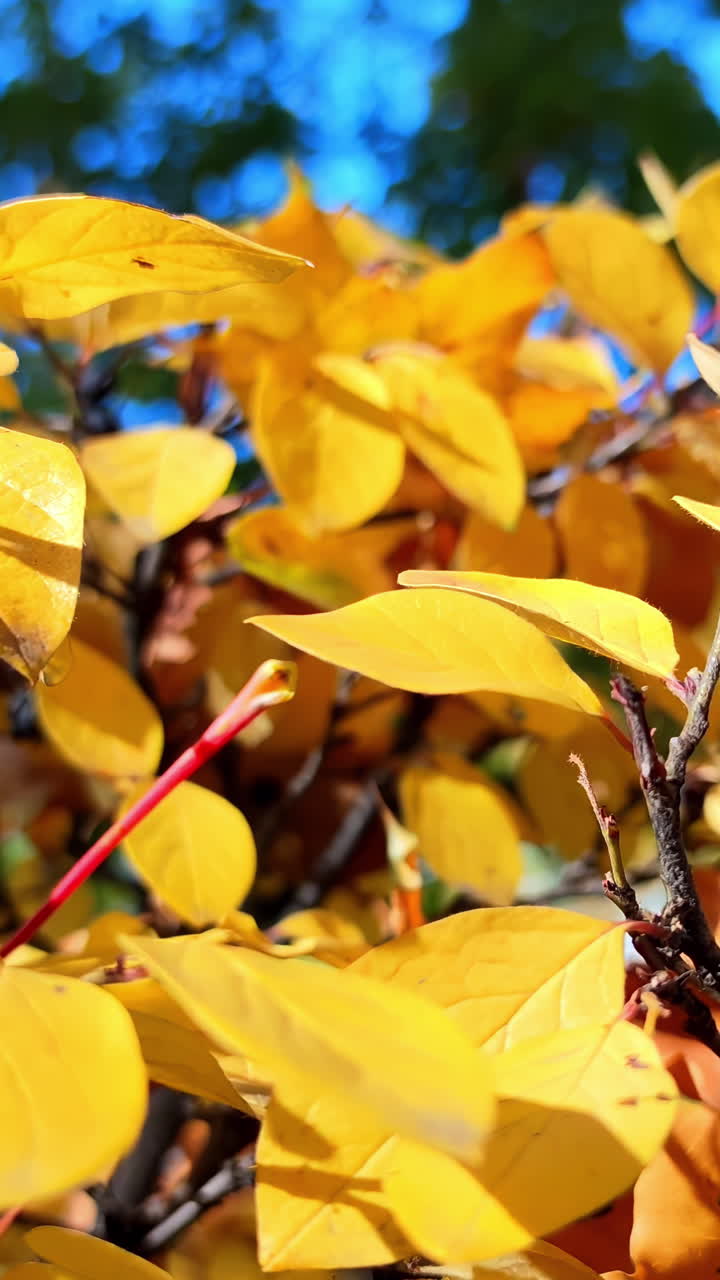 Autumn Leaves Close-up