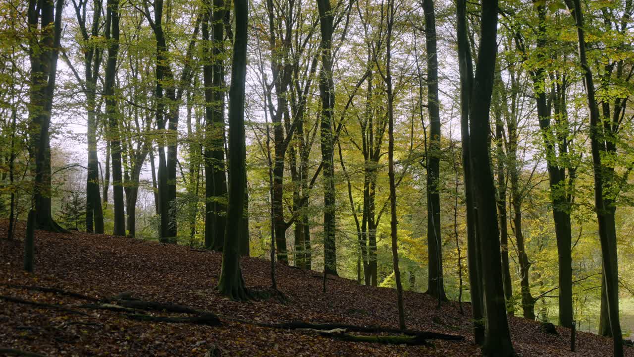 Serene autumn forest scene showcasing tall trees with yellow and green leaves, casting gentle shadows over hillside blanketed in fallen leaves. Sunlight filters through branches.