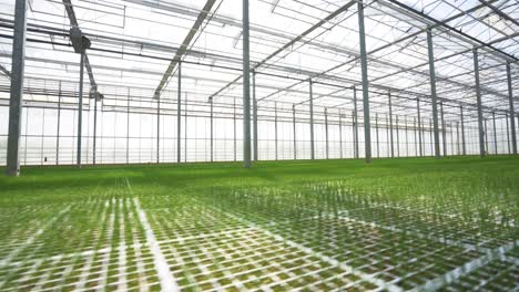 Dutch-Greenhouse-Technology:-A-Cinematic-Journey-into-a-State-of-the-Art-Nursery-with-Warm-Glass-Environments