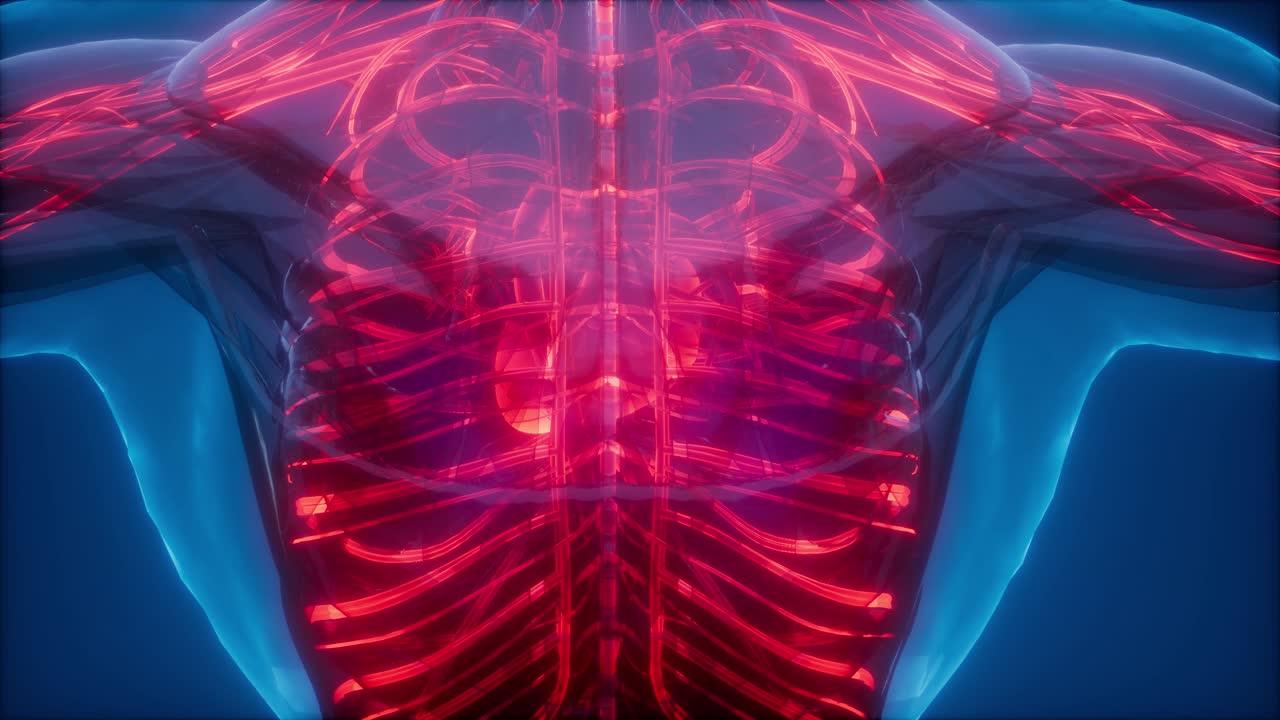 vasos sanguíneos del cuerpo humano