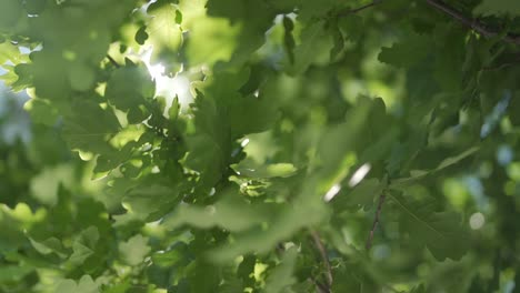 toma en cámara lenta de la luz del sol brillando a través de hojas verdes deliciosas mientras se mueve en el viento