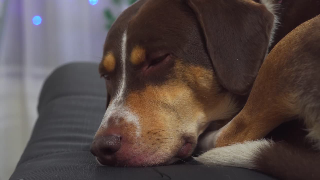 primer plano de un perro triste en la noche de navidad