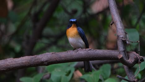 hermoso plumaje de este pájaro mirando a su alrededor mientras se alza en una rama desnuda en el bosque, mosquito azul indochino cyornis sumatrensis macho, tailandia