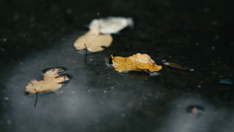 autumn leaves in dark puddle of water. dead leaves outside