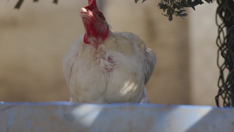 white chicken in the sun