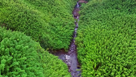 Luftüberführung-Eines-Tropischen-Flusses,-Umgeben-Von-Grünem-Regenwald-Und-Wasserfall-Auf-Der-Insel-Hawaii