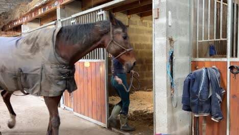 niña poniendo caballo marrón en su caja en el establo