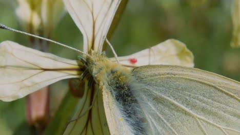 un primerísimo plano sobre la polilla amarilla bebiendo polen y néctar de la flor blanca y se va volando