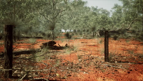 Dingoe-fence-in-the-Australian-Outback