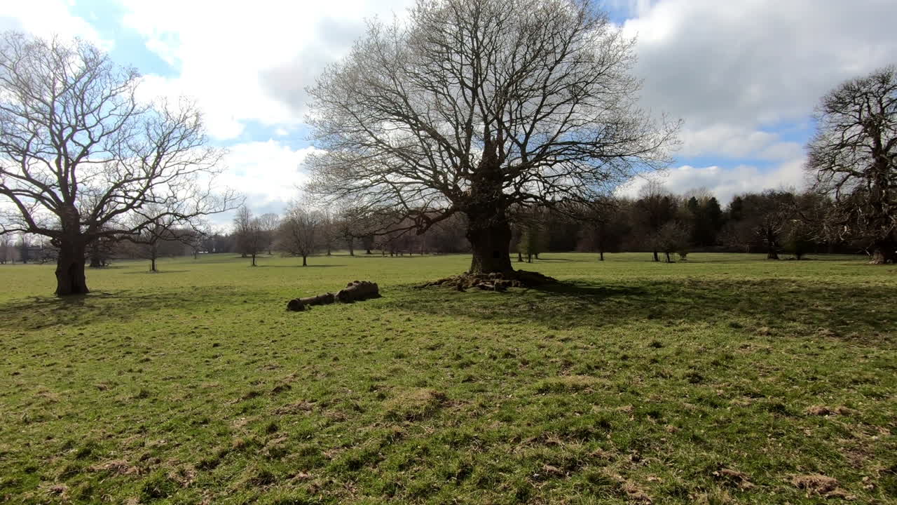 rare tree hole found inside of creepy leafless tree in Yorkshire England