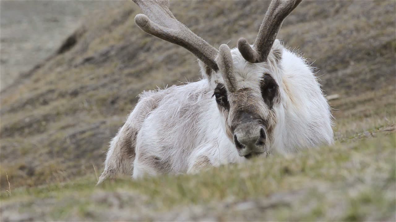 Norveç'in Svalbard takımadalarında, Spitsbergen'deki Longyearbyen'in tundrasında dinlenen Svalbard ren geyiği.