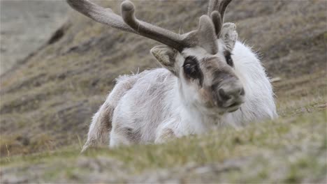 Svalbard-Reindeer-resting-on-the-tundra-in-Longyearbyen-on-Spitsbergen-in-the-Svalbard-archipelago-Norway