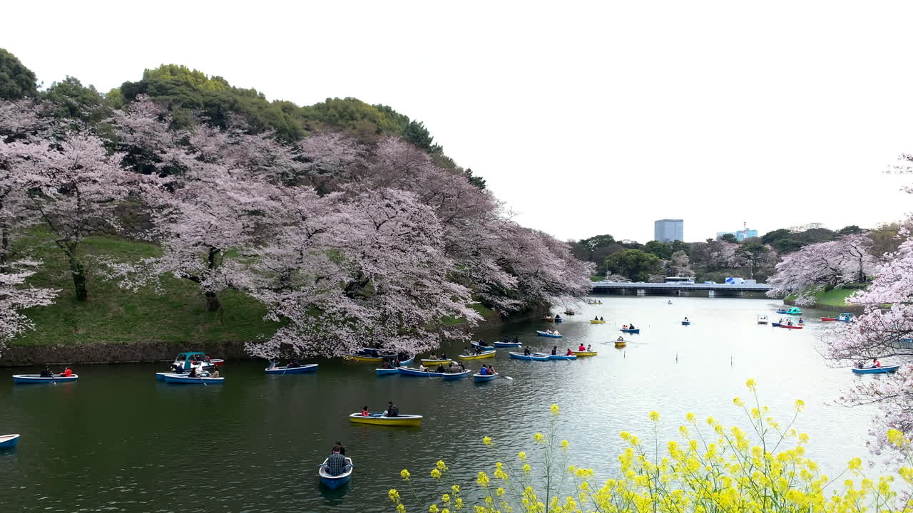 amplia panorámica del parque chidorigafuchi con flor de cerezo