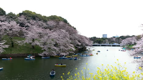 wide panoramic of chidorigafuchi park with cherry blossom