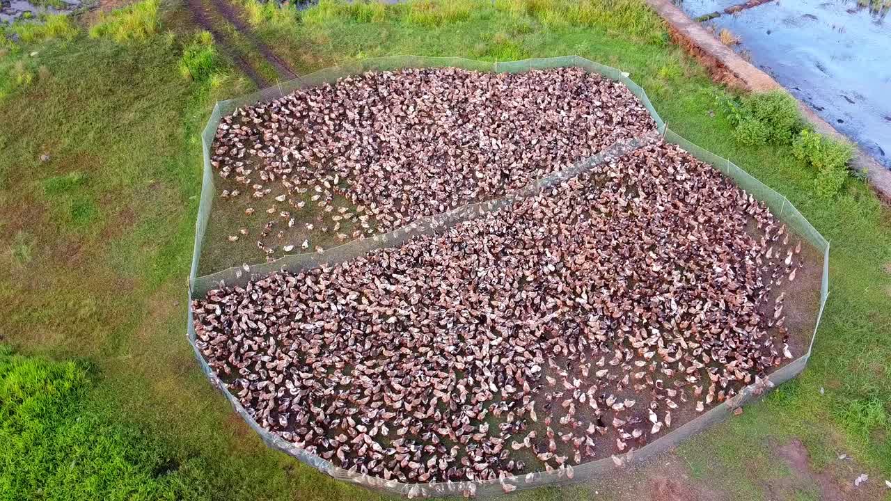 Aerial drone view of a massive flock of domestic ducks herding in a farm enclosure near water