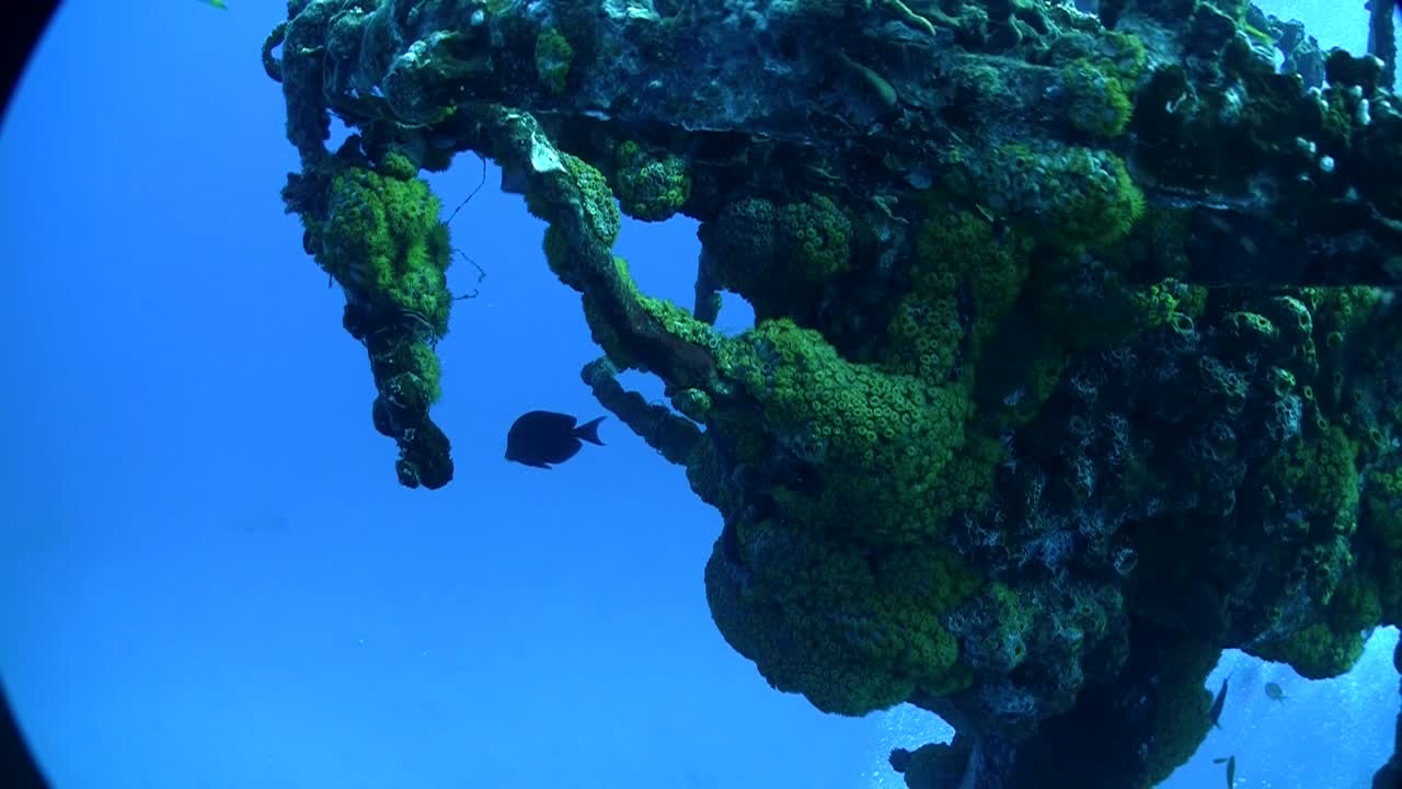 물고기는 주위를 헤엄치고 난파선을 식민화합니다