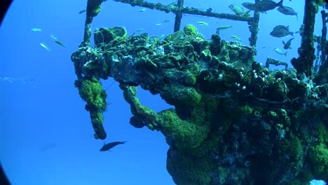 los peces nadan y colonizan un naufragio