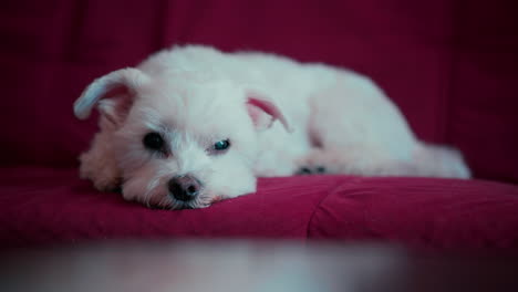 perro maltés blanco acostado en el sofá rojo de cerca