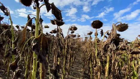 The Mature full Dry Sunflower Plant with Seeds in the Head Sprouts on the Field under the Open Sky Dried Ripe Sunflowers on a Sunflower Field in Anticipation of the Harvest Field Crops and Beautiful Sky