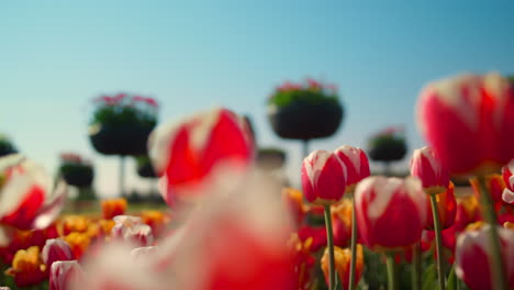 Beautiful-flower-garden-in-spring-time-with-woman-silhouette.-Blossomed-tulip