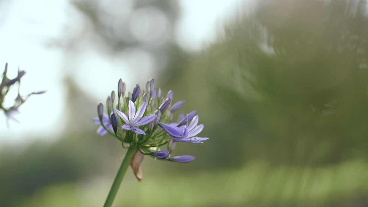 close up of single violet flower in sharp focus against dreamy blurred garden background