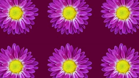 patrón animado de crisantemo púrpura en un fondo marrón oscuro. animación sencilla de concepto de bucle sin costura floral