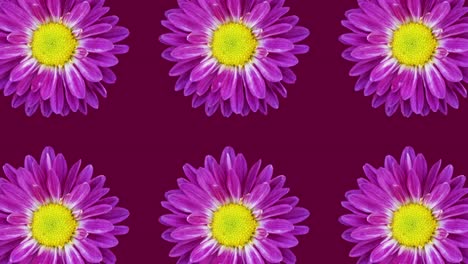 purple chrysanthemum animated pattern on a dark maroon background. simple floral seamless loop concept animation