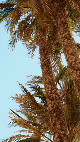 palm trees under a clear sky