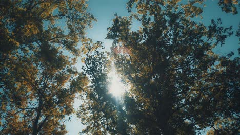 slow motion of trees with sky on the background